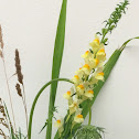 Yellow Toadflax