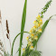 Yellow Toadflax