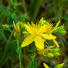 St John's wort (βαλσαμόχορτο)