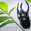 Three Horned Rhinoceros Beetle