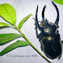 Three Horned Rhinoceros Beetle