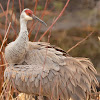 Sandhill Crane