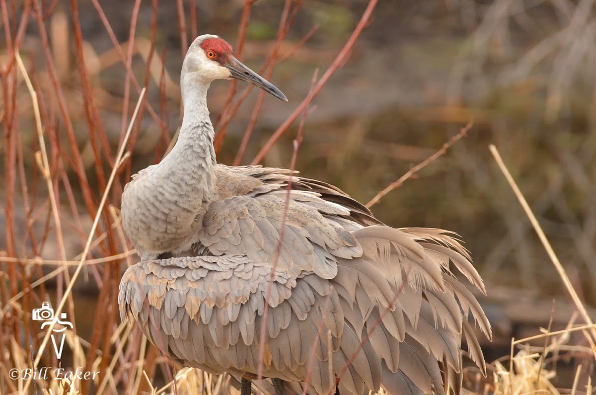 Sandhill Crane