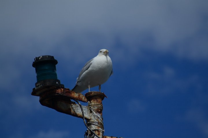 Il Guardiano di themaxshoot