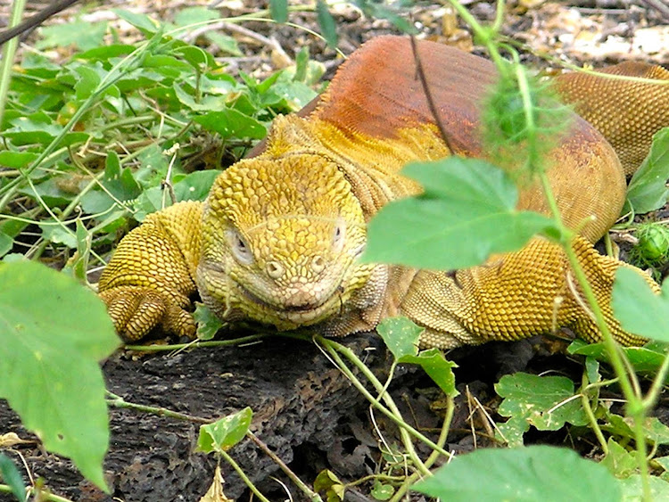 A land iguana, yellowish in color, grows to more than a meter in length in the Galápagos.