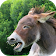 Donkey Sounds icon