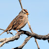 White-crowned Sparrow (Immature)