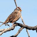 White-crowned Sparrow (Immature)