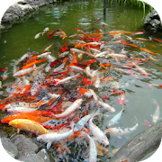 Koi Fish Free LWP 1.0 Icon