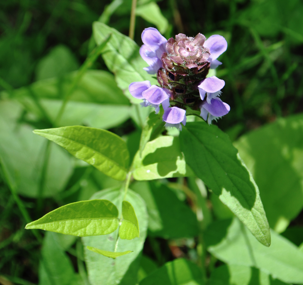 Common Selfheal