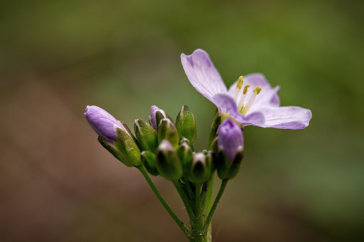 Cardamine pratensis