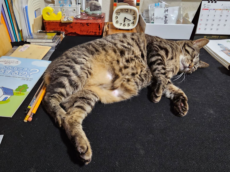 RamikA🇩🇪🇮🇹さんが投稿した猫・愛猫部・ねこ・猫写真に関するカスタム事例の投稿画像1枚目