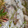 pink flower