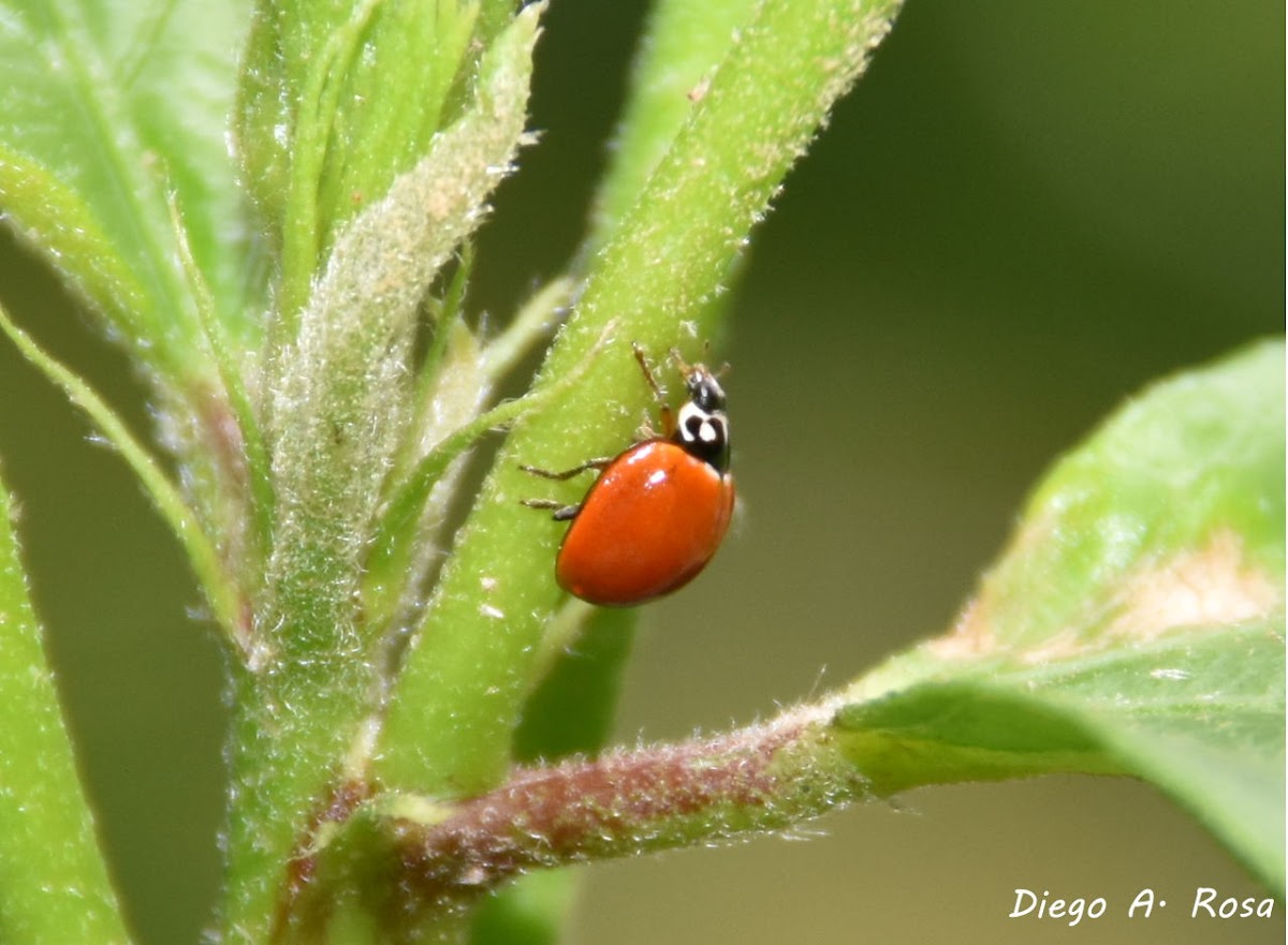 Cycloneda sanguinea