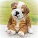 Download Cute Puppy Wallpaper For PC Windows and Mac 1.0