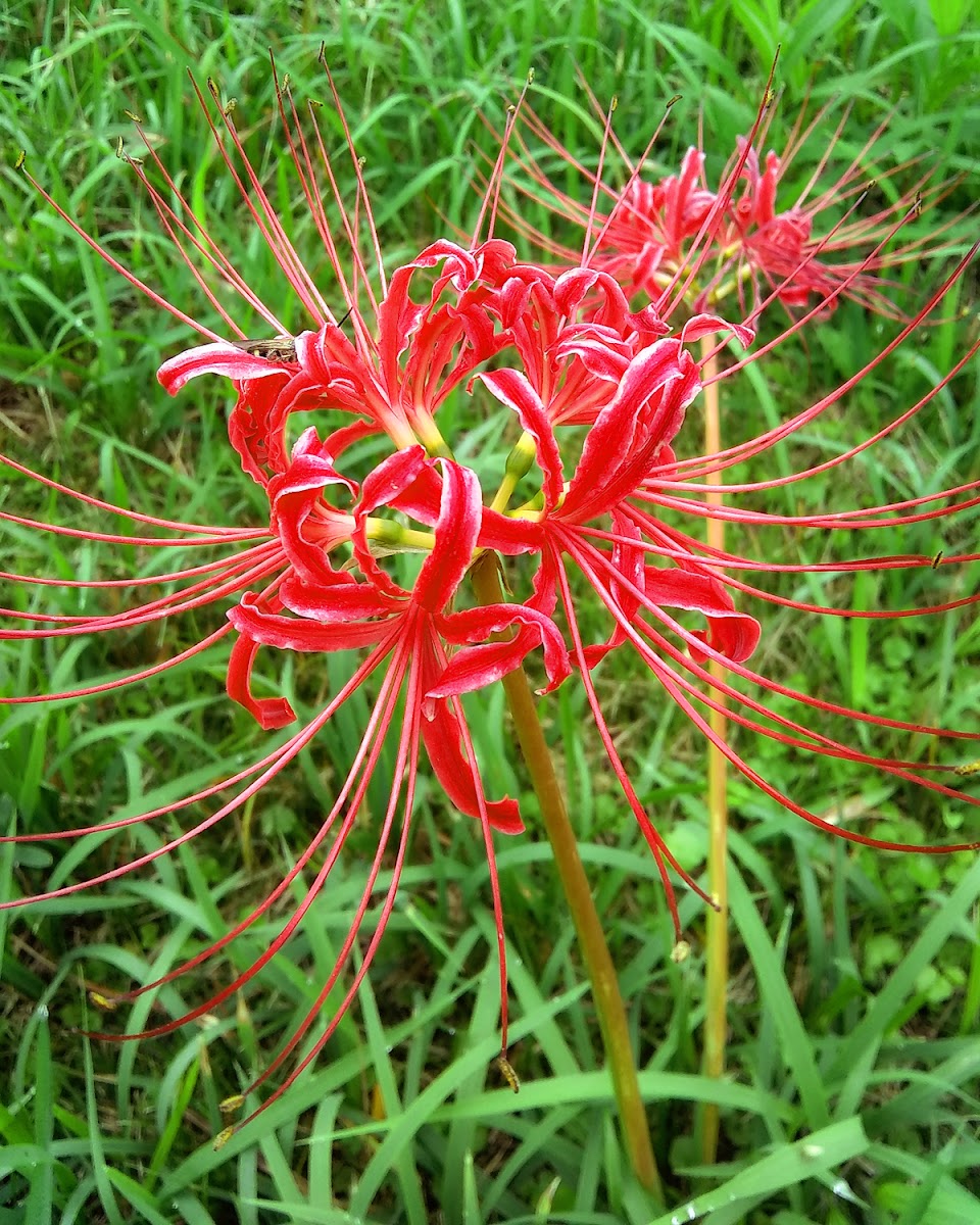 Red Spider Lily