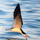 Black Skimmers