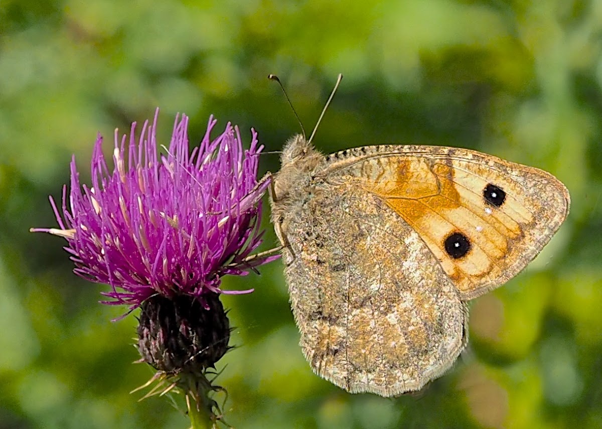 Pseudochazara alpina