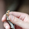 5-lined skink