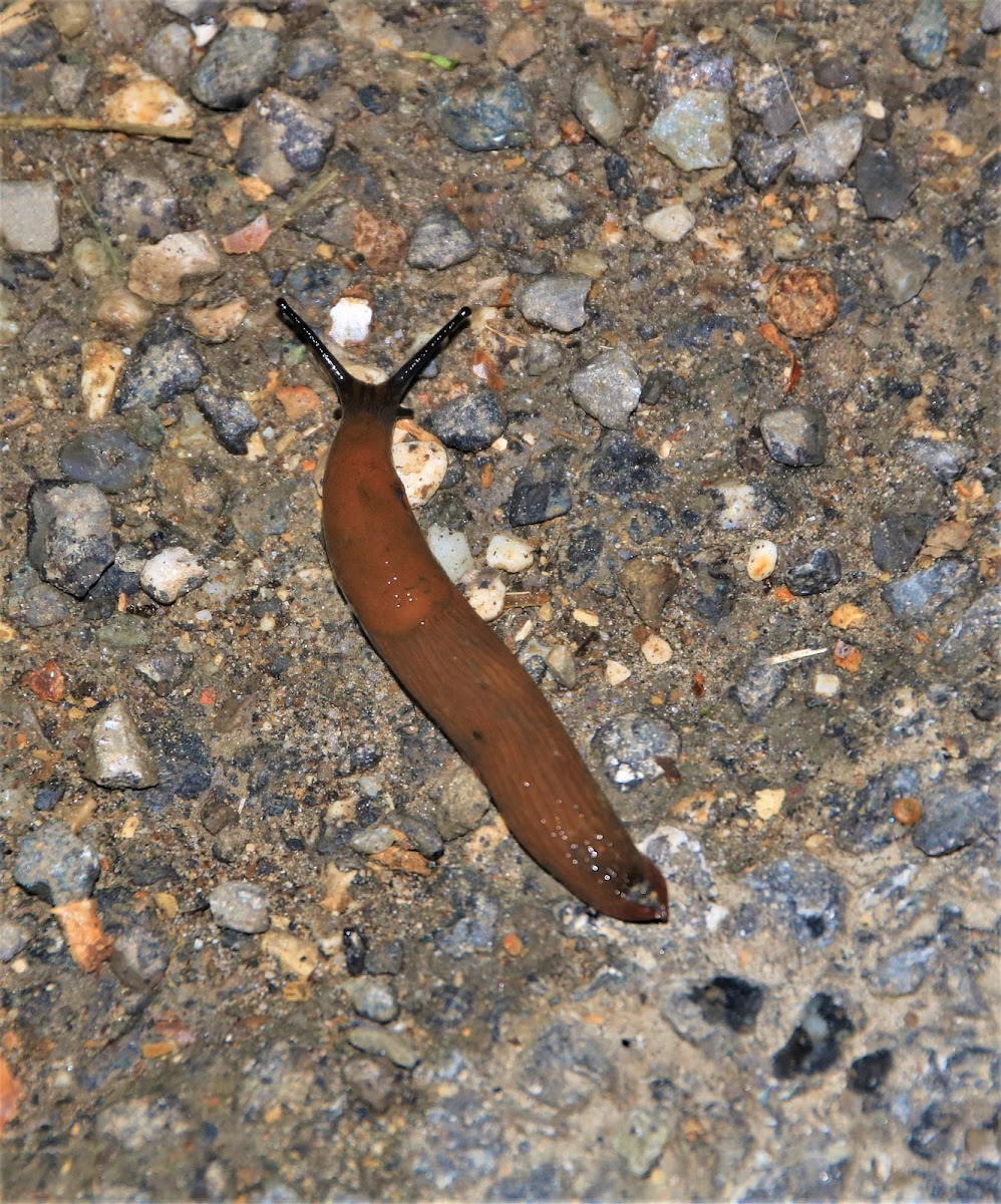 Spanish slug