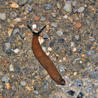 Spanish slug