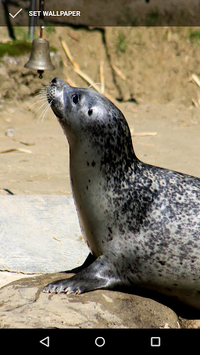 Seal Hd Wallpaper For Mobile