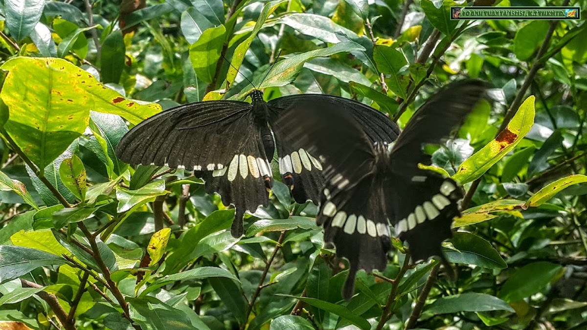 Common Mormon form cyrus