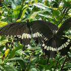 Common Mormon form cyrus