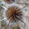 Milk thistle