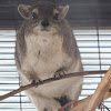 Rock hyrax