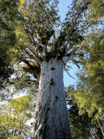 Tane Mahuta Lord of the Forest Northland New Zealand largest kauri tree