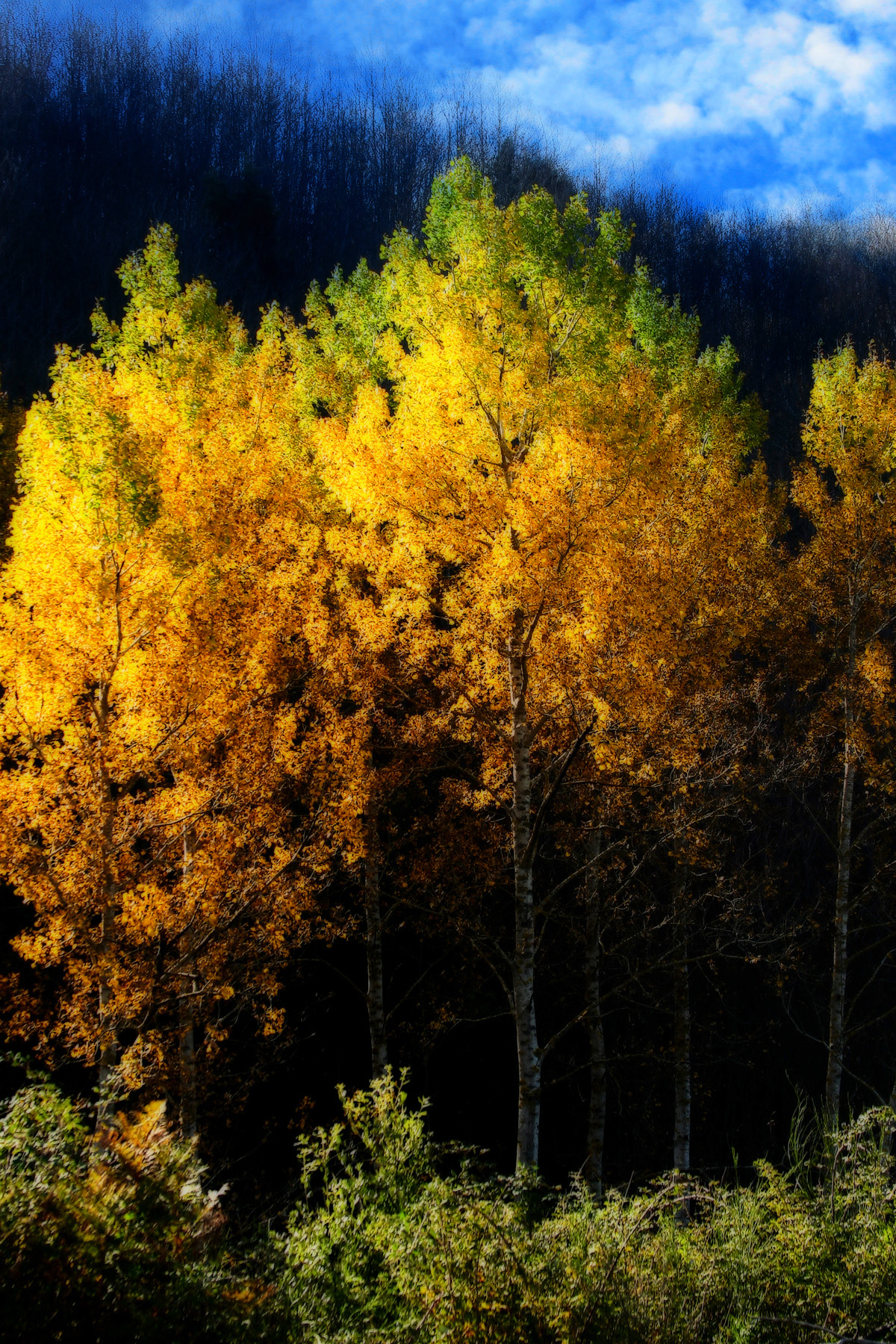 Autunno in aspromonte di Fiorenza Aldo Photo