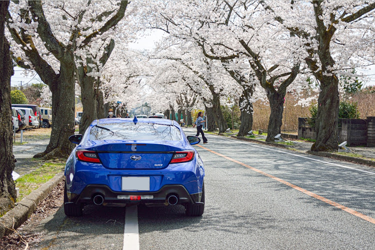 BRZの86BRZ・目指せPickUpCars・桜・桜とコラボ・サクラと愛車に関するカスタム事例の投稿画像1枚目