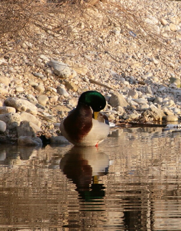 Duck di Giannigiansanti