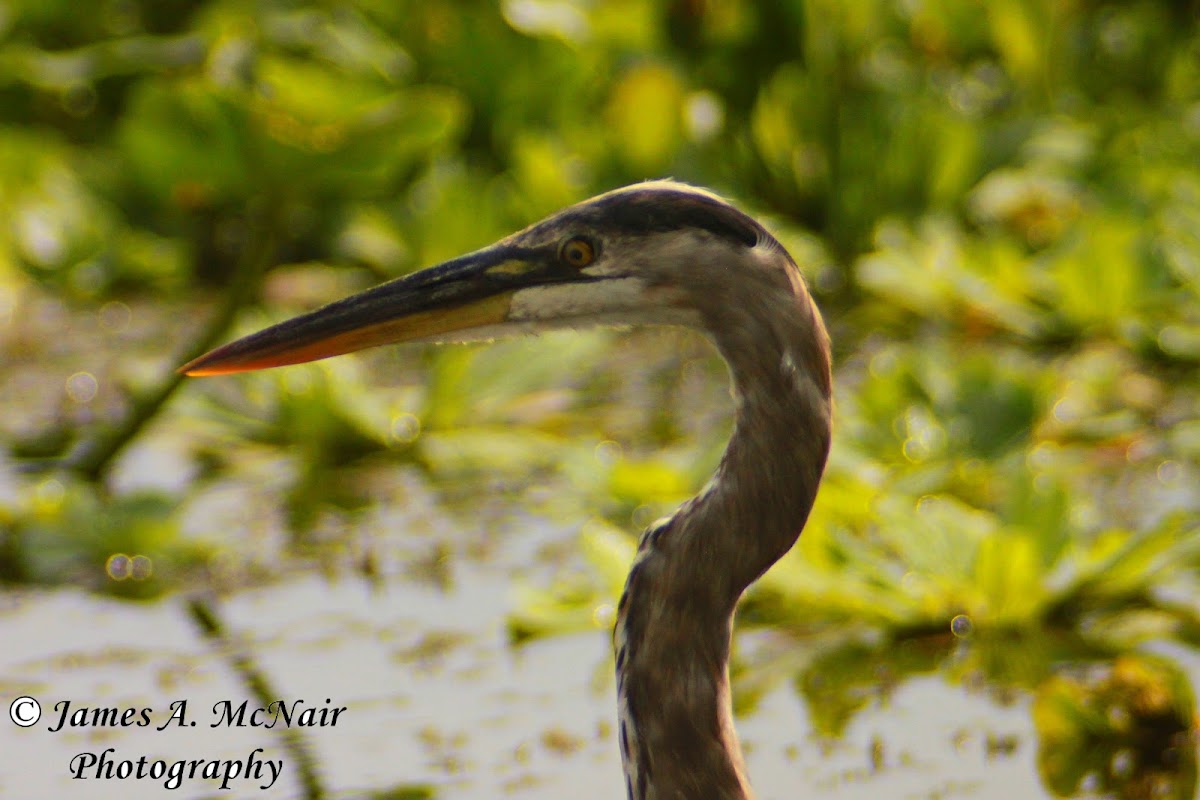 Great Blue Heron