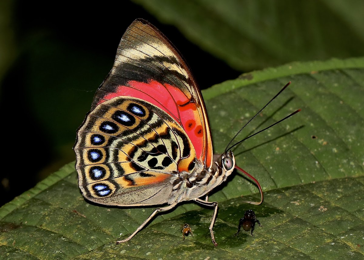 Prepona claudina