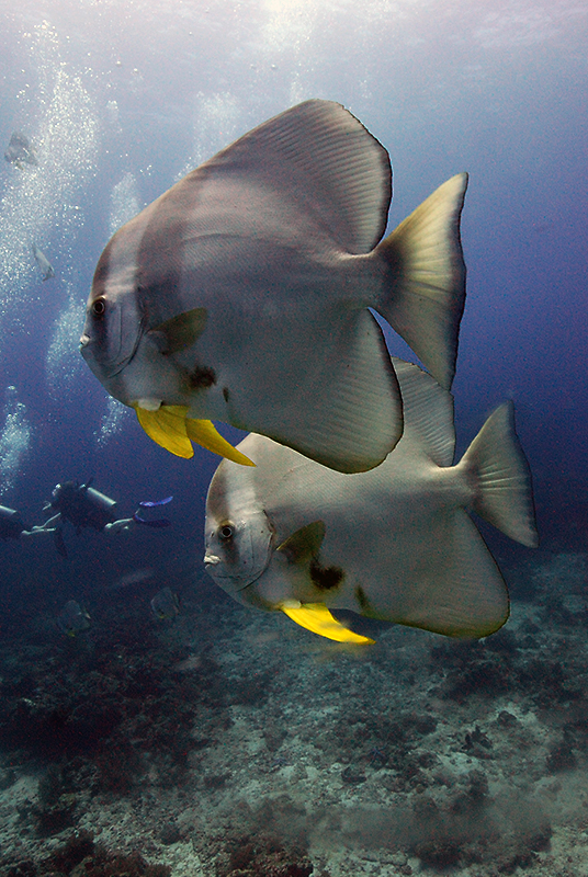 Orbicular Spadefish