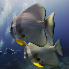 Orbicular Spadefish