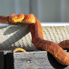 Variable Bush Viper