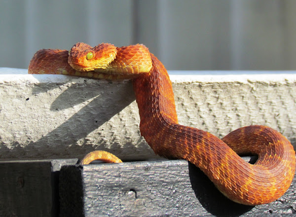 Atheris squamigera (Variable Bush Viper)