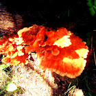 Chicken of the wood