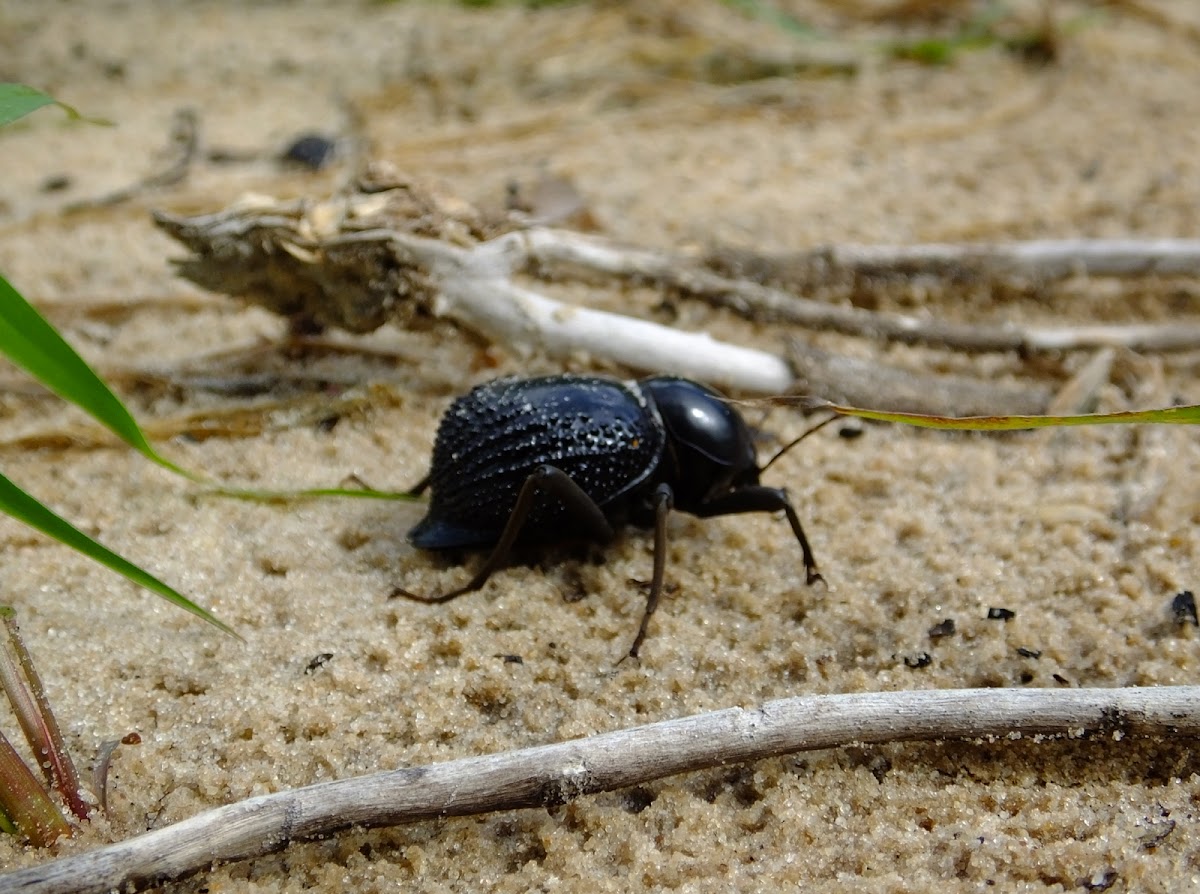 dung beetle