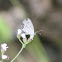 Tiny Grass Blue