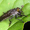 Robber fly with prey.