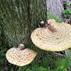 Polypore écailleux