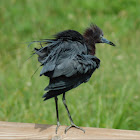 Little blue heron