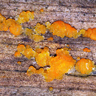 Jelly Fungus