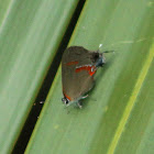 Grey Hairstreak Butterfly