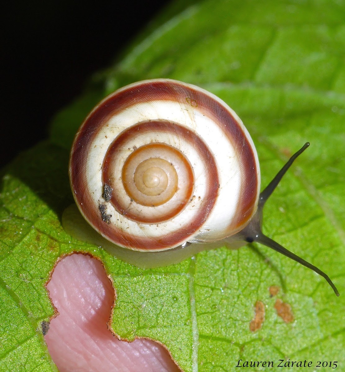 Tree Snail