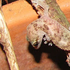 Mediterranean House Gecko